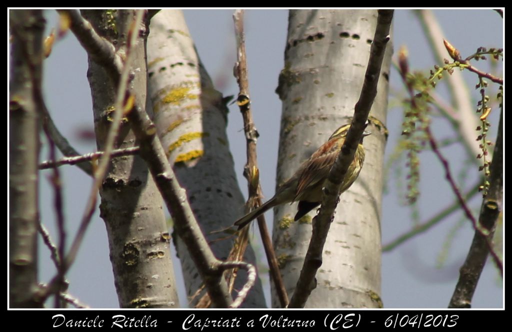 Identificazione grazie!